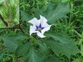 Datura stramonium